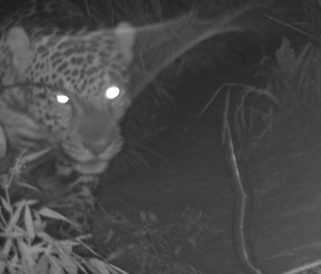 Un jaguar estará monitoreado para su supervivencia