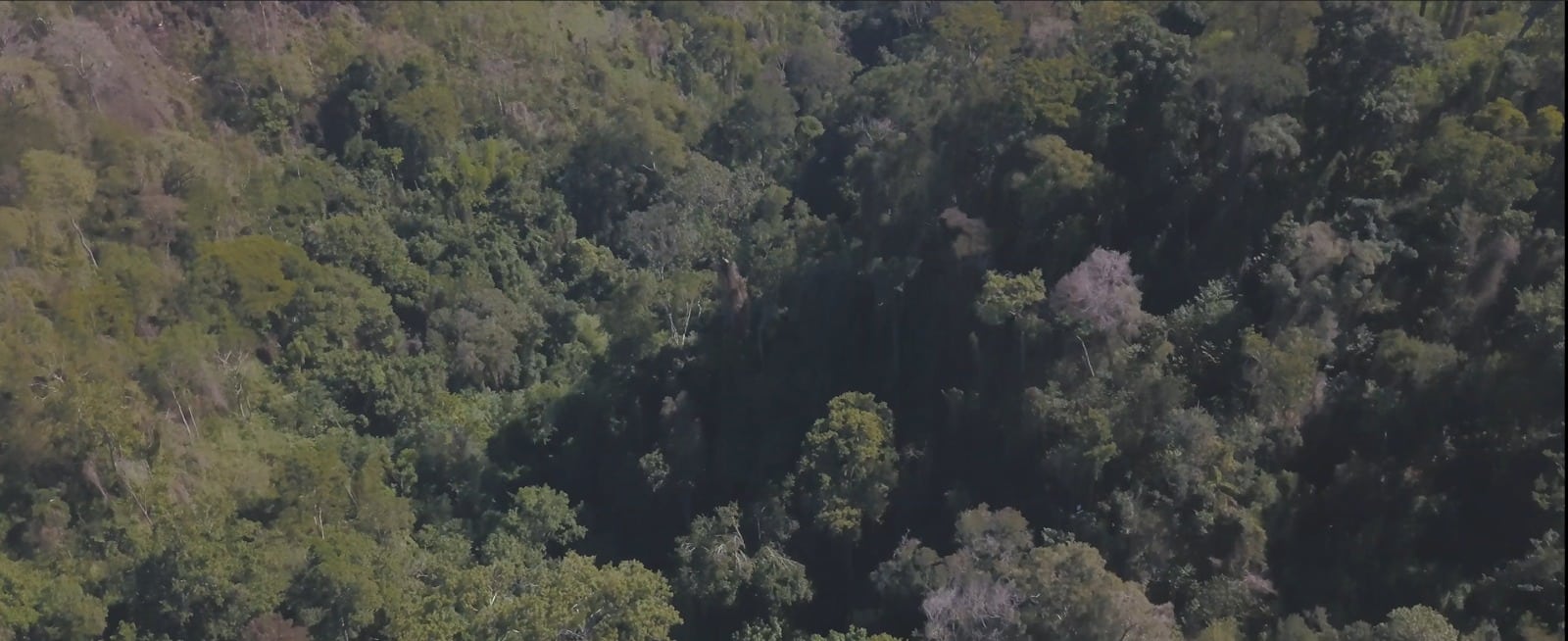 Día mundial de los bosques: ¿cómo nos enriquece su biodiversidad?