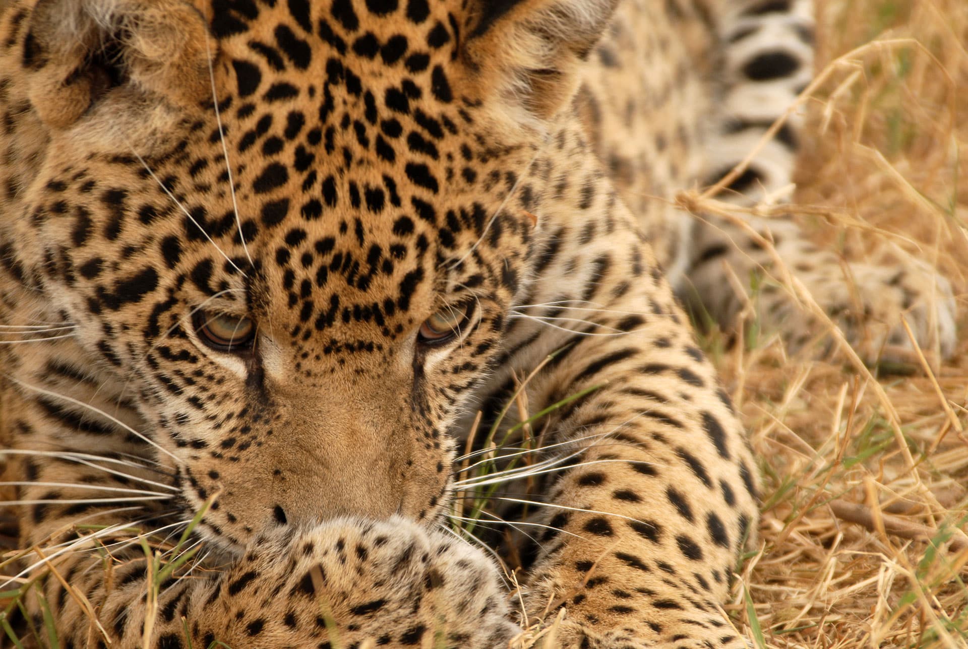 Ríos del Jaguareté: Paraguay será parte del primer corredor continental de Biodiversidad