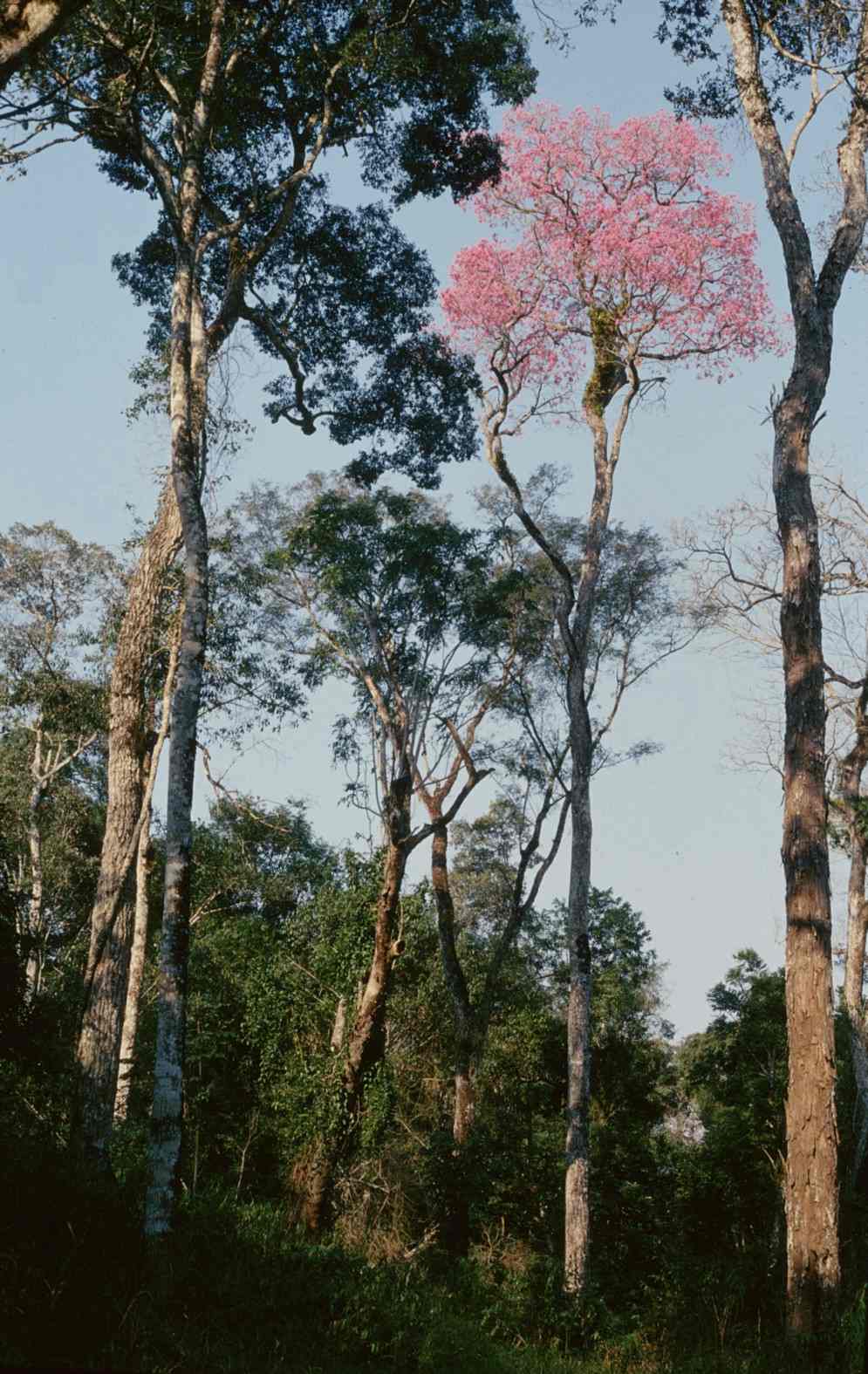 Tayí en bosque protegido de Reserva Natural Morombi