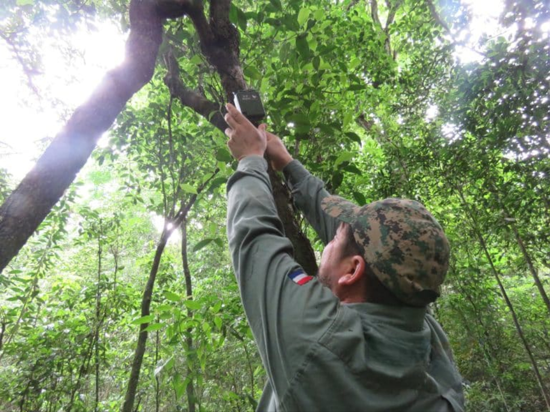 Estudio biodiversidad acústica