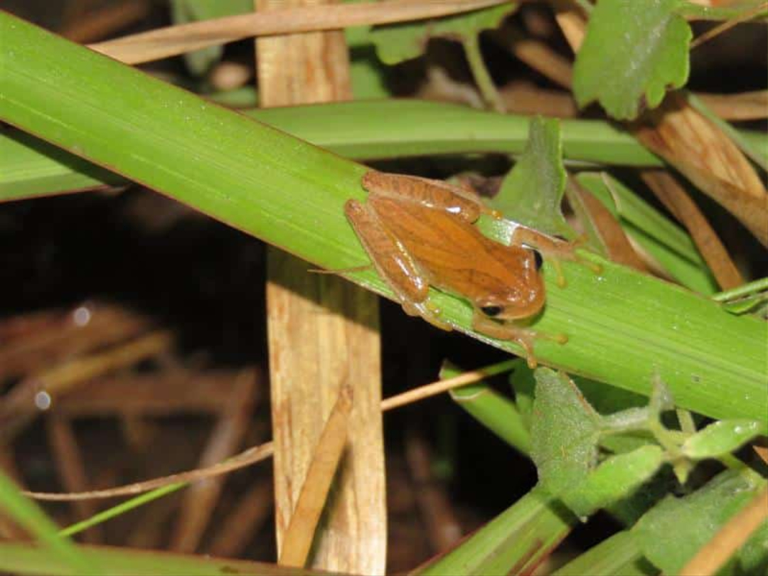 Proyecto de bioacústica