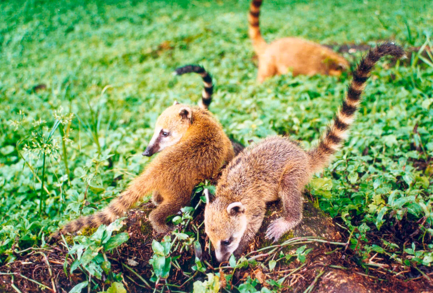 Plan de Conservación RNBM