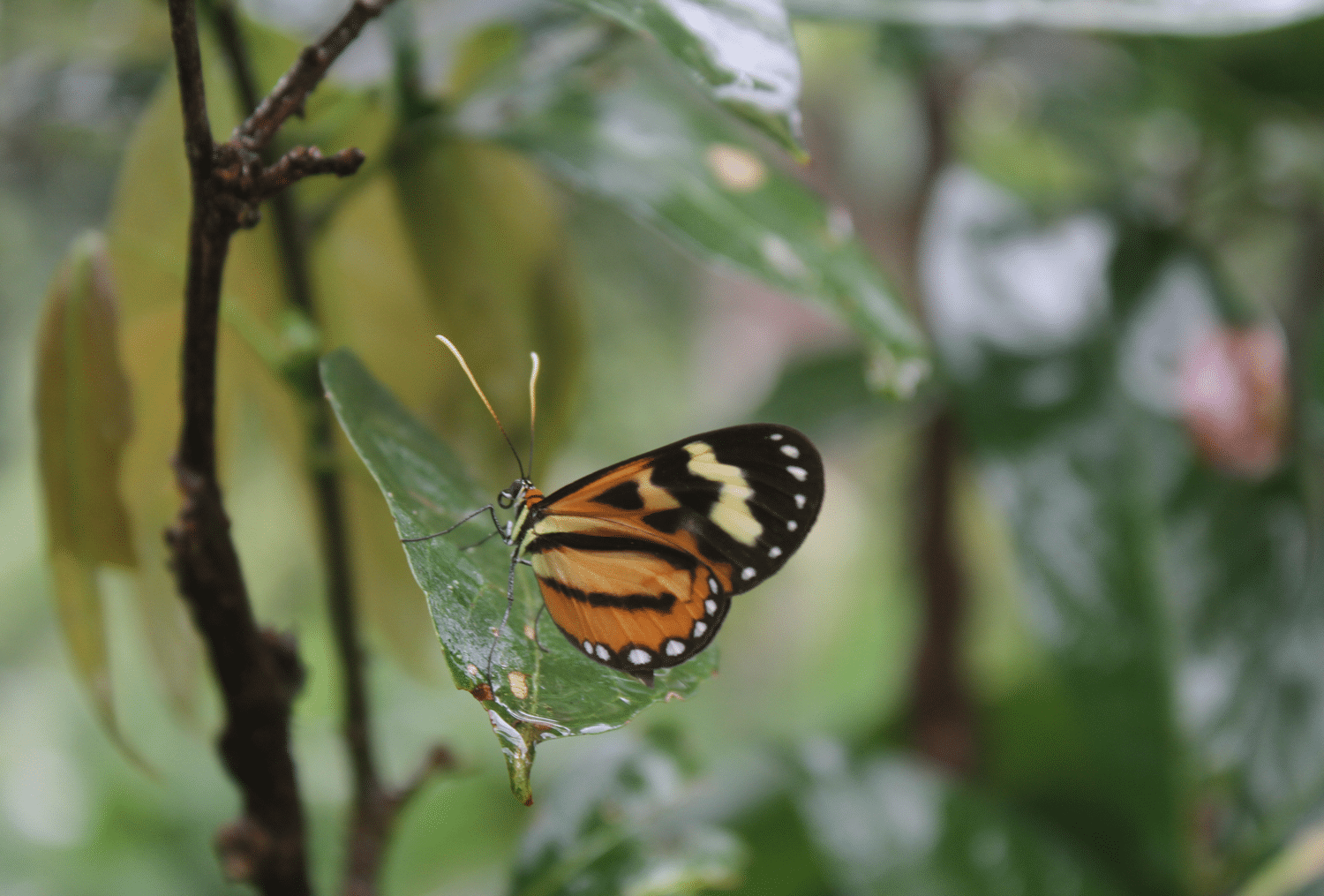 Plan de Conservación
