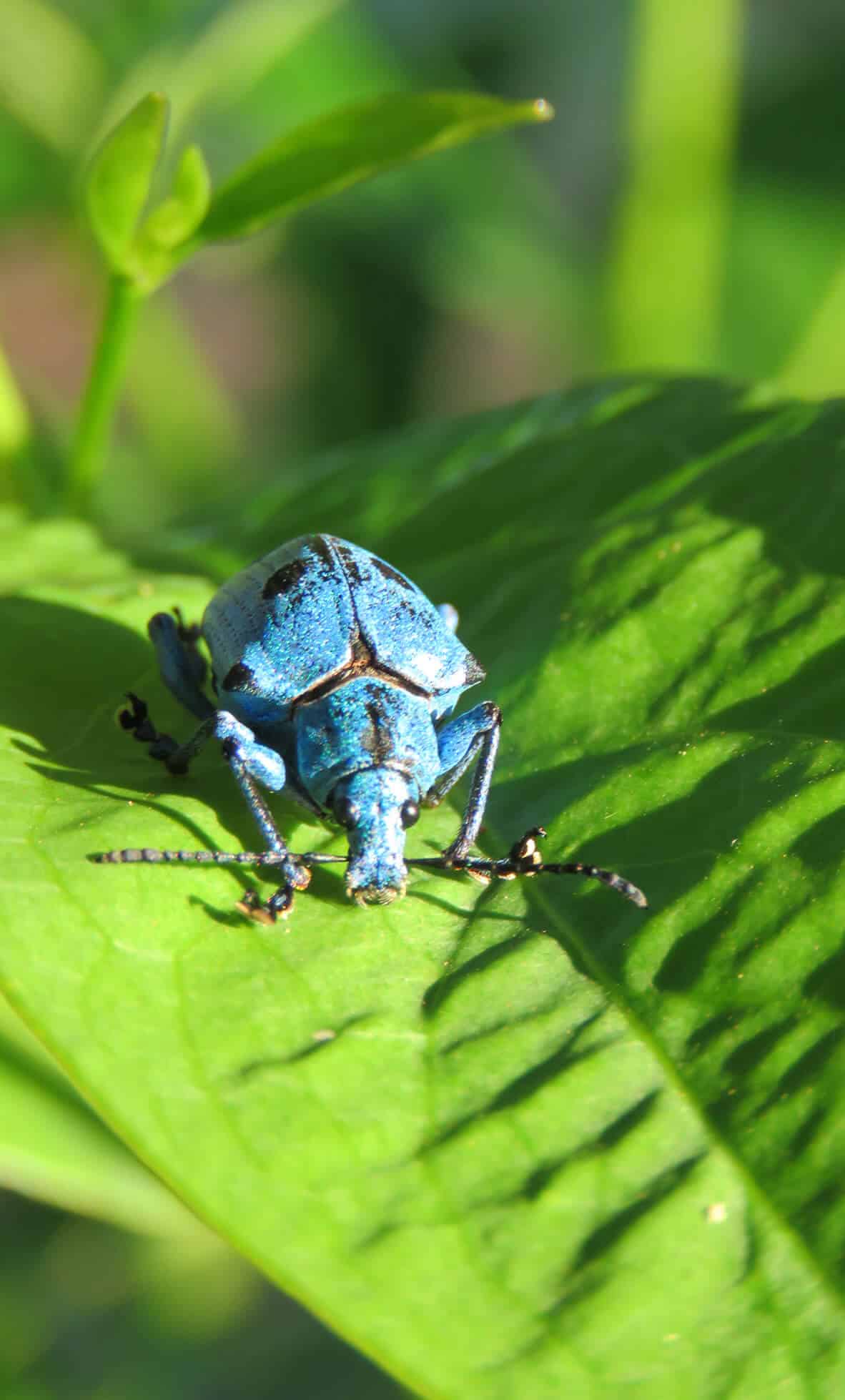 Reserva Natural Tapytá - Escarabajo