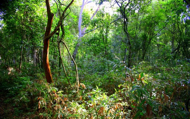 Alianza con NESTLÉ Paraguay para promover la conservación de remanentes boscosos