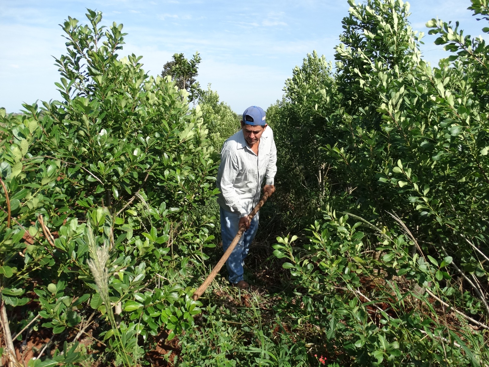 que se desarrolla en torno a la yerba mate sostenible