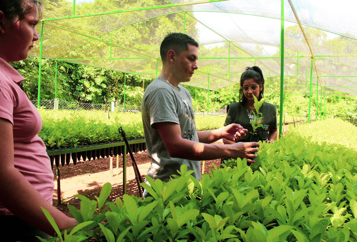 Proyecto-de-Yerba-Mate-Orgánica​