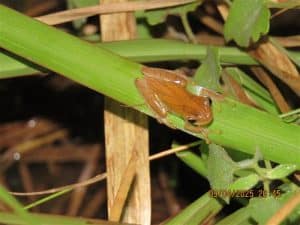 pequeño anfibio en reserva Tapytá