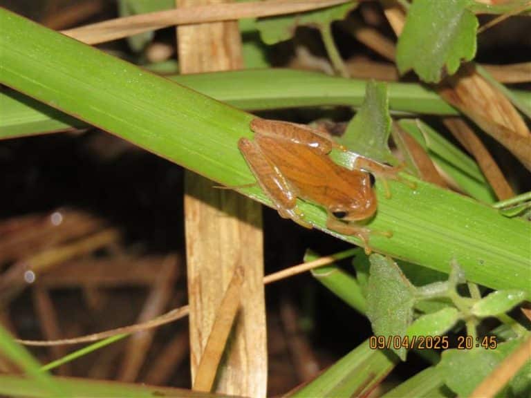 pequeño anfibio en reserva Tapytá