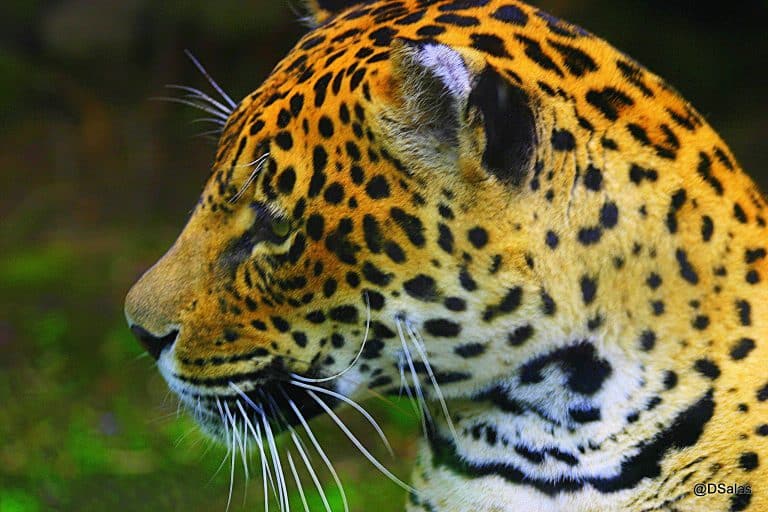 Jaguareté por Danilo Salas